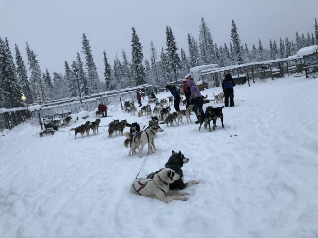 Dogsled Lapland Dogs