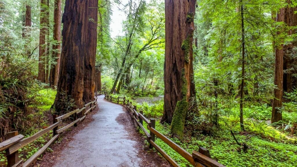 Top Places Usa Redwood National Park